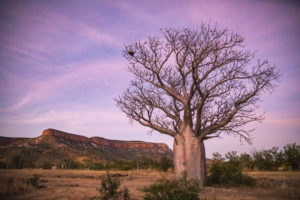 Gibb River Road Boab Tree Astrophotography in Kimberley